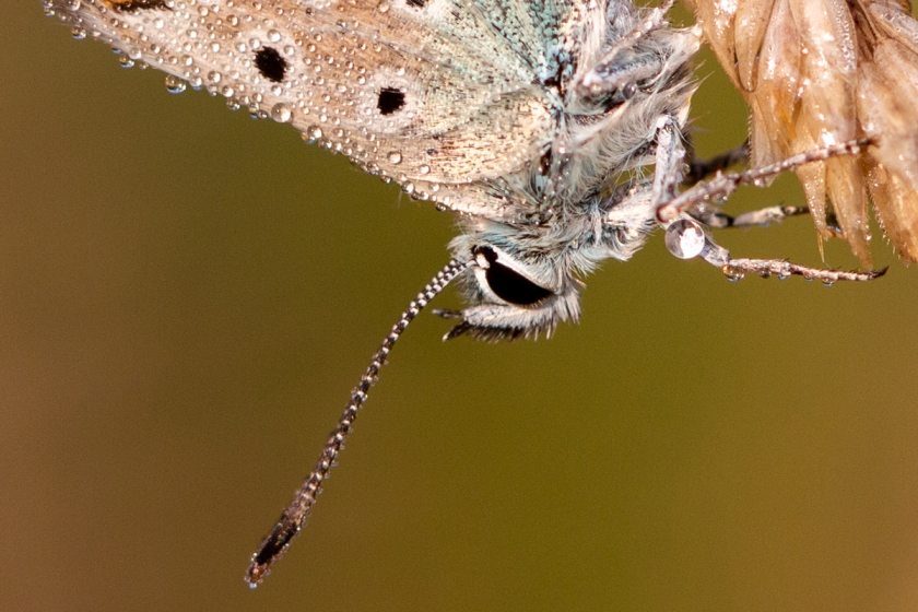Chalk hill blue Lysandra coridon butterfly