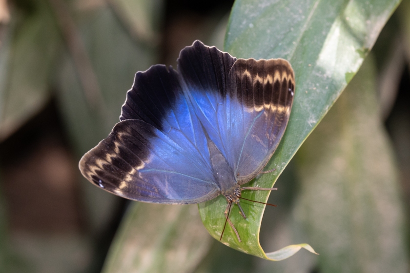 Caligo illioneus oberon butterfly