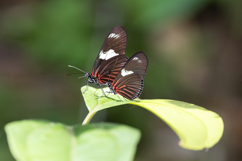Heliconius doris butterfly
