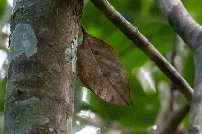 Kallima alicia butterfly