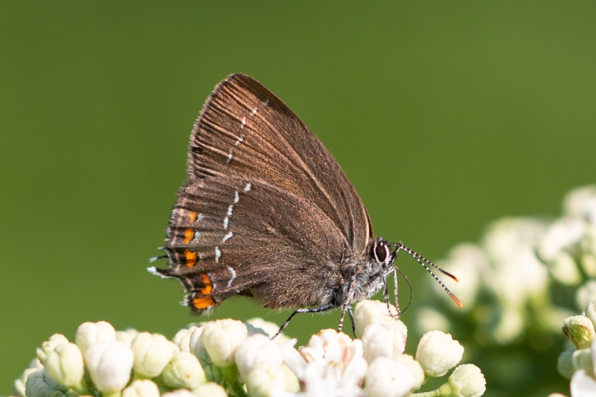 Ilex hairstreak Satyrium ilicis butterfly