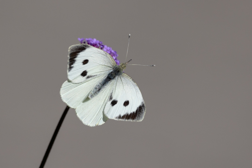 Large white Pieris brassicae butterfly female