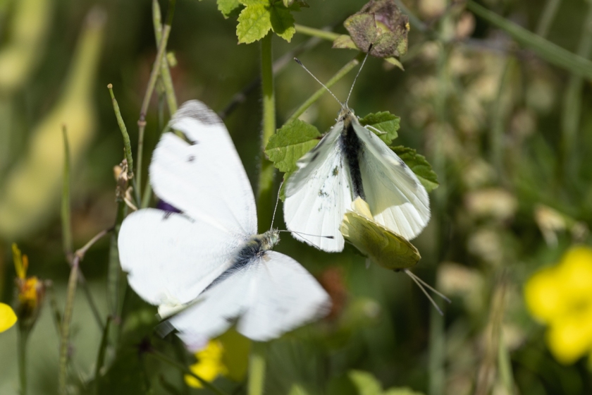 Small white Pieris rapae butterfly copula